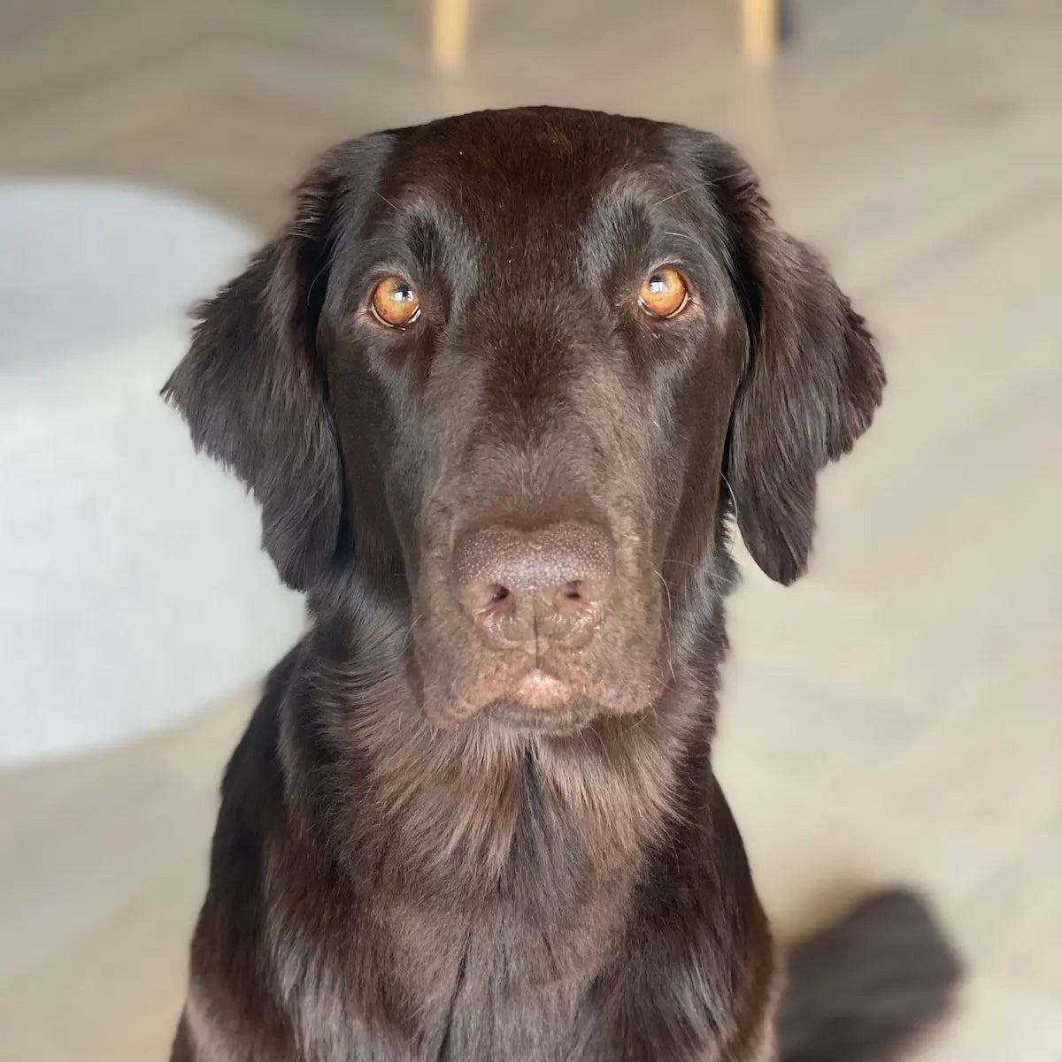 Flat coated retriever bilde til brodering på klær