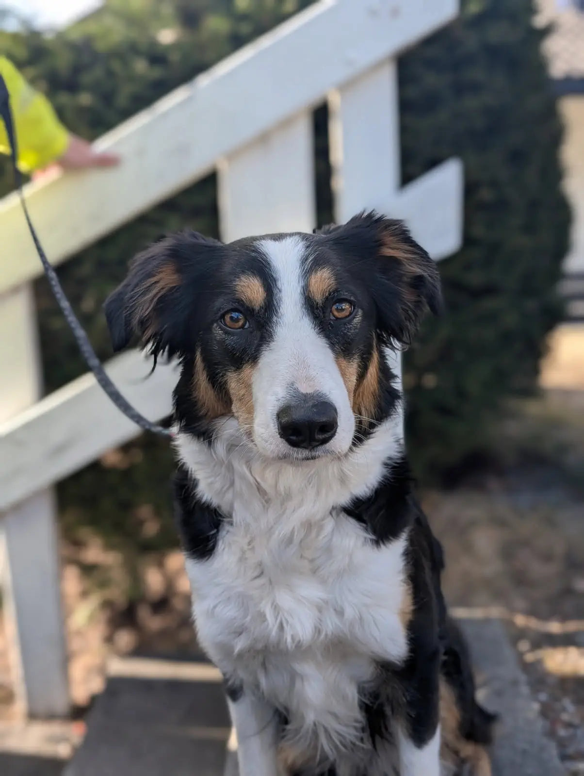 Bilde av Border Collie som er omgjort til broderi